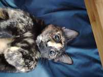 Adoptie Pisica 1 an