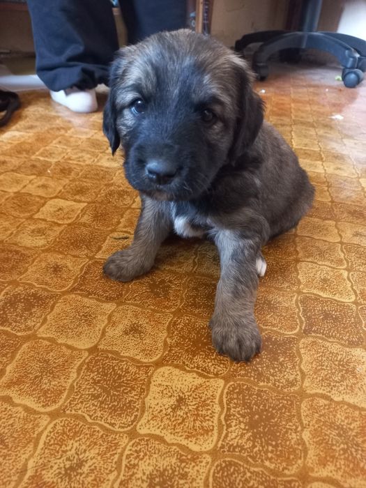 Отдам щинка в добрые руки