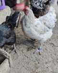 Găini australorp 4 și cocos