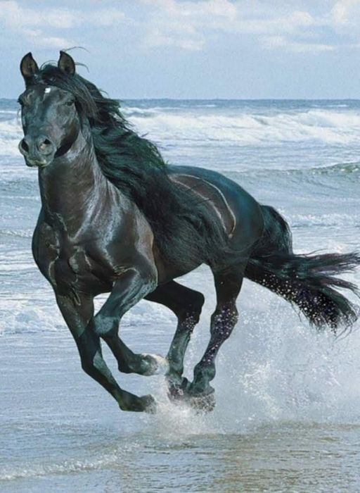 Касапшы,мясник,согым соямын барлык мал турин