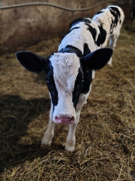 Мъжки телета сукалчета