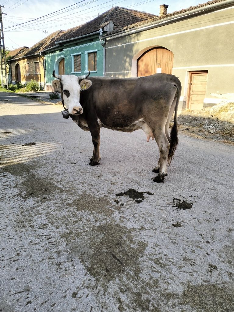Vacă de vânzare gestantă