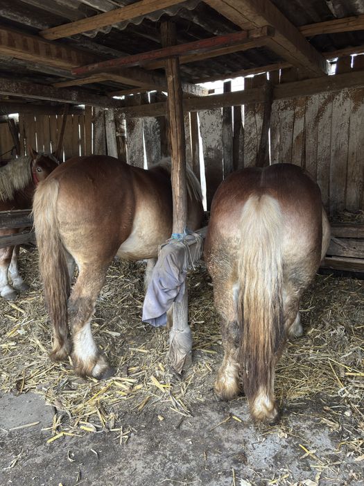 Două perechi de mânji armăsari de vânzare