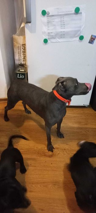 Подарък малки кученца