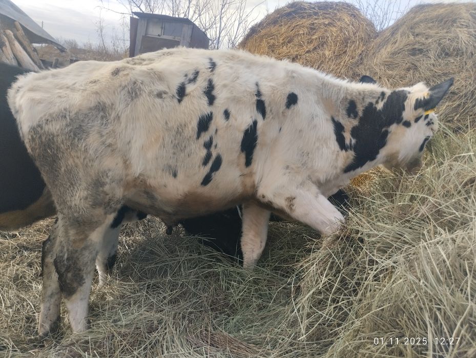 Продам быков 1.1.