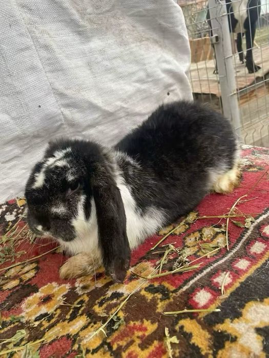 Iepuroica berbec german