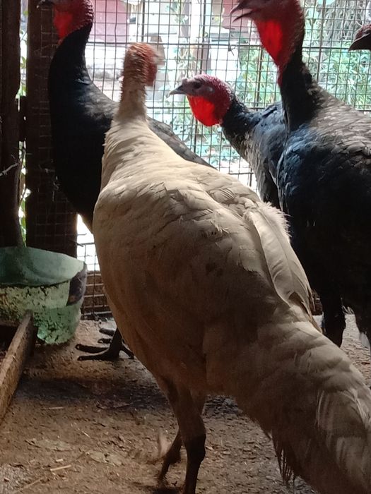 Продам Израильский индюков порода хорошая вес от 8 кг до 10  гигант