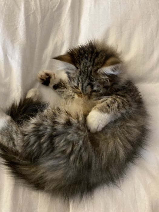 Малка Точица търси дом