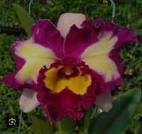 Орхидея Катлея Китайская красавица