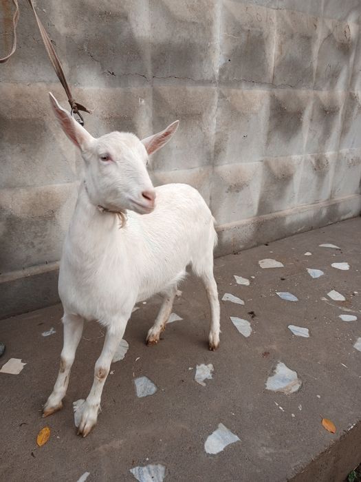 Zanen echki sotiladi 6-7 oylik