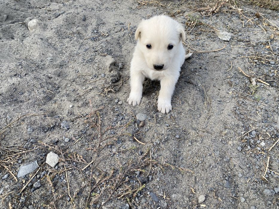 Доставка есть щенки