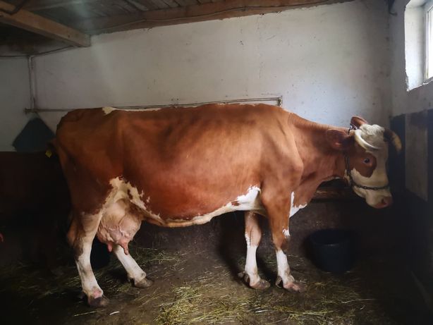 Vaca Baltata Romaneasca cu 2 vitei