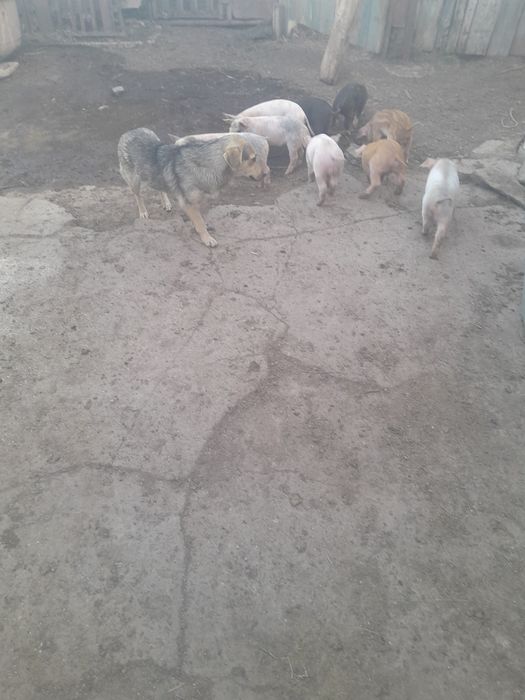Продам  поросят СРОЧНО