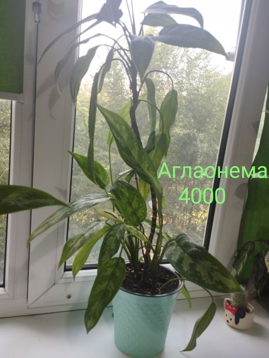 Скидки!Неприхотливые комнатные цветы