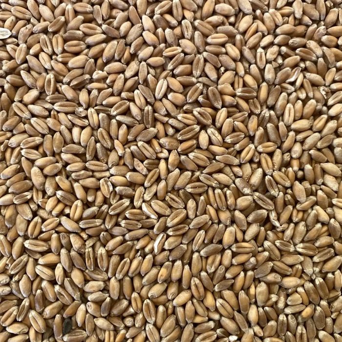 Vand Graunte , Grau si Orz