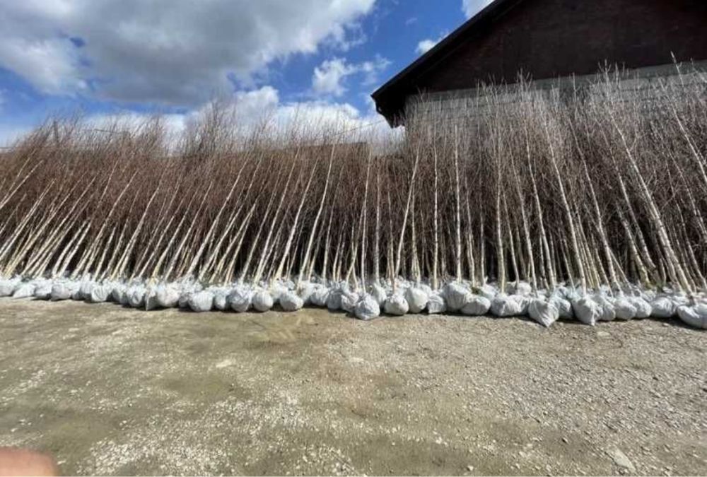 Mesteacan alb plante ornamentale oriunde in tara