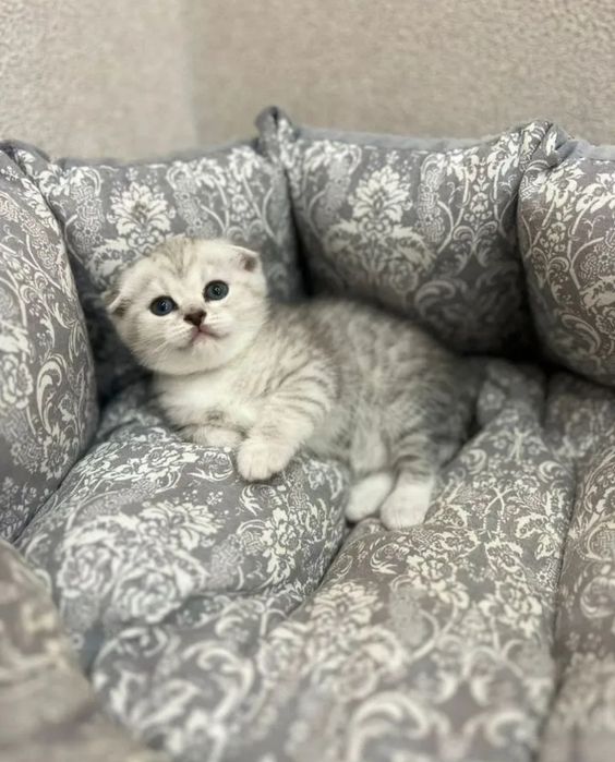 Шотландский вислоухий котёнок