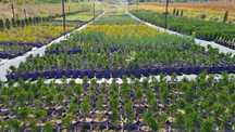 Plante ornamentale de la producător