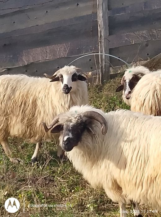 Vindem 11 bucăți ovine