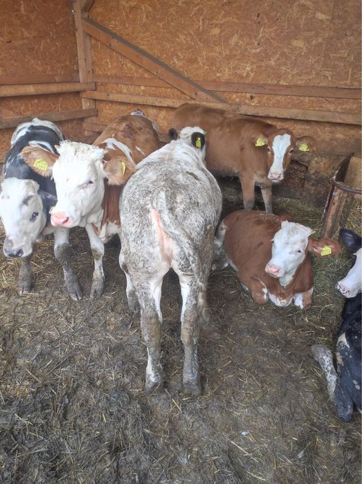 Vitei baltata romaneasca