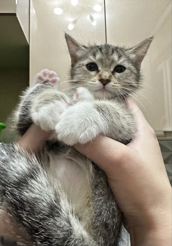Котенок в добрые руки