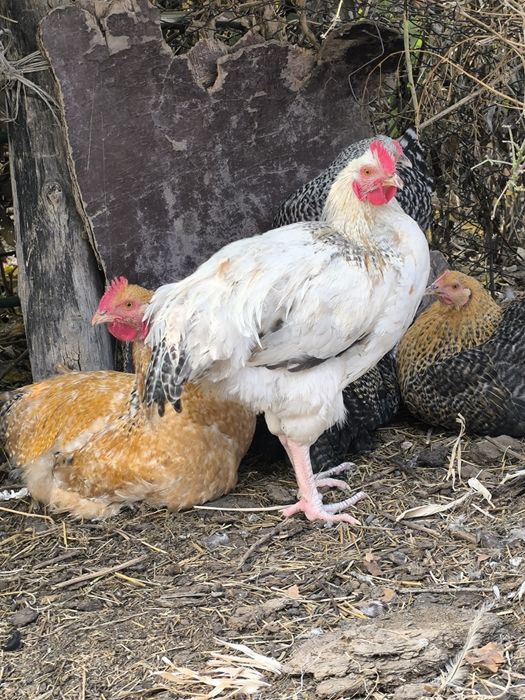 Продам петуха порода Кохинхен перемешка