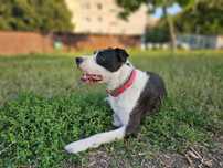 Adoptie caine metis Amstaff
