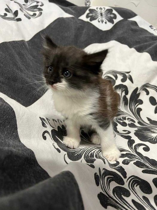 Отдам котят в добрые руки