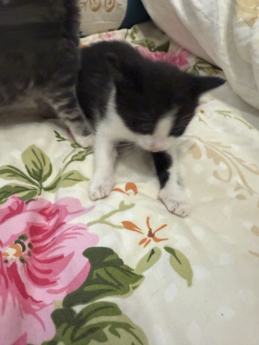 Котенки в добрые руки