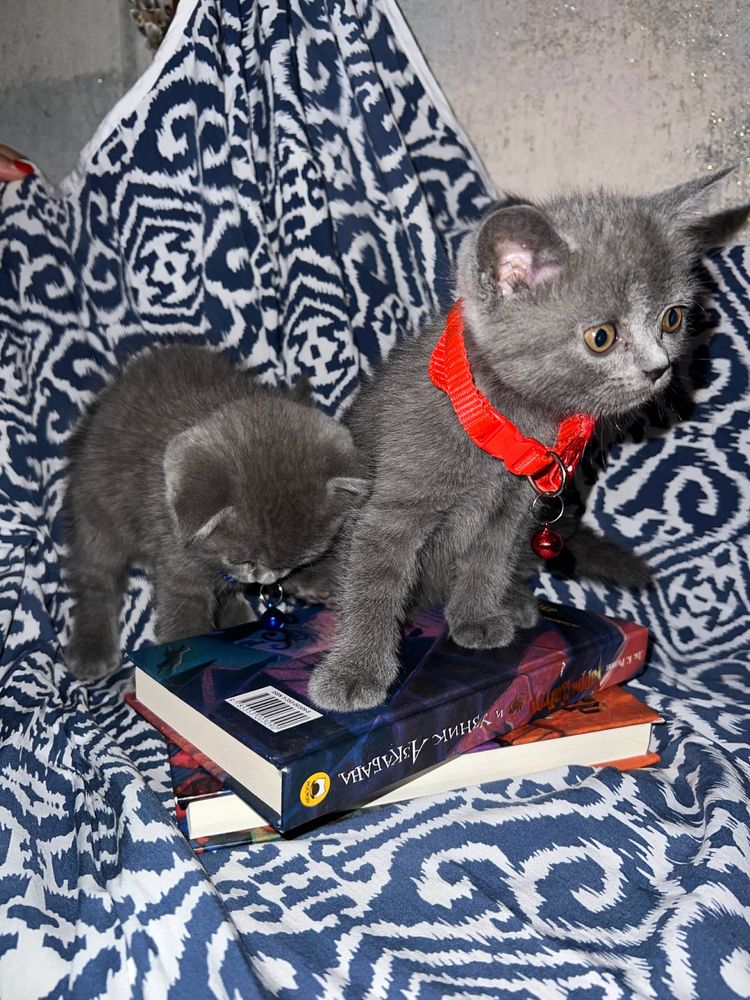 Котята скоттиш страйт и скоттиш фолд