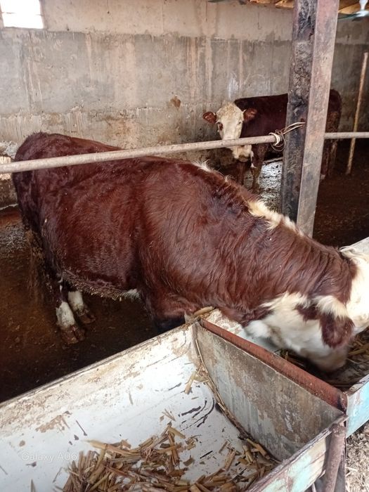 Greenford buqalari  400KG
