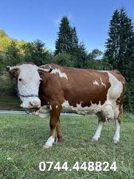 Vând vacă românească originală