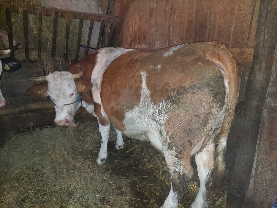 Vaci de lapte vânzare