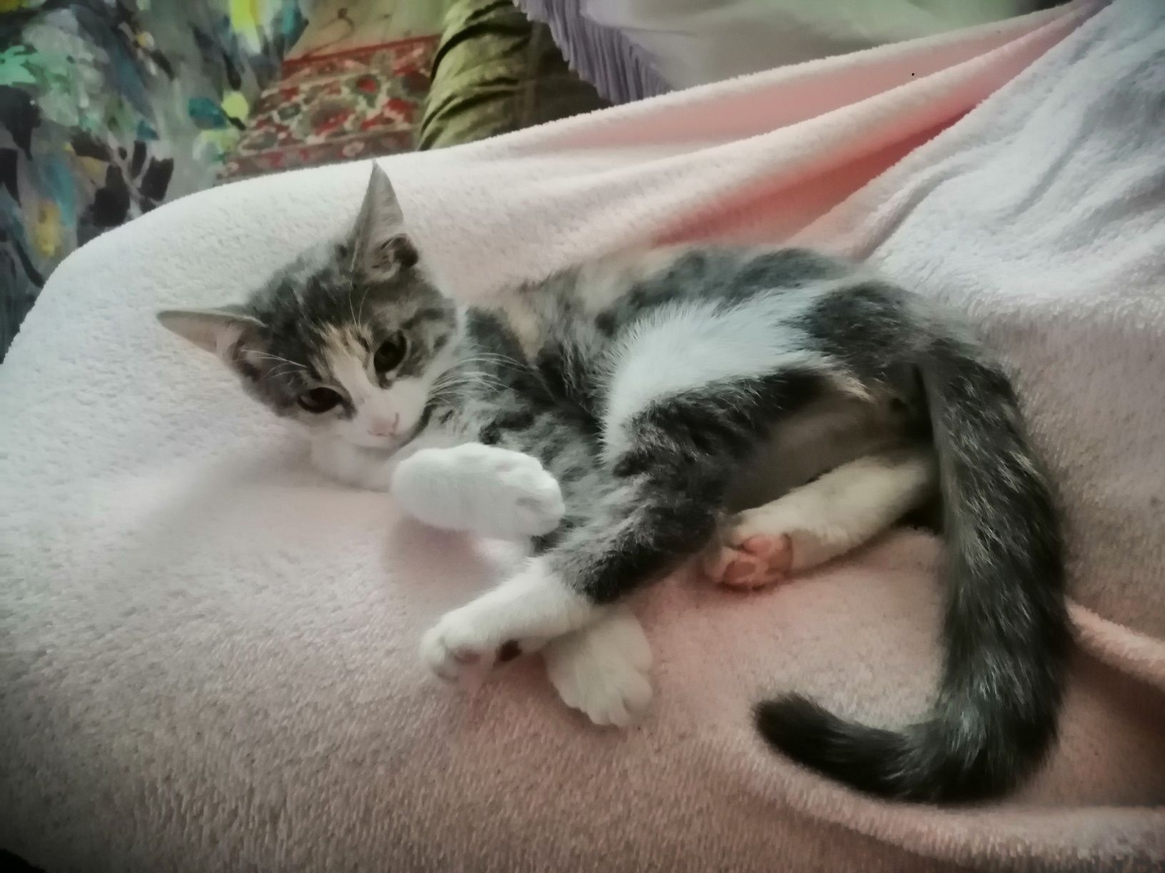 Отдам даром котят