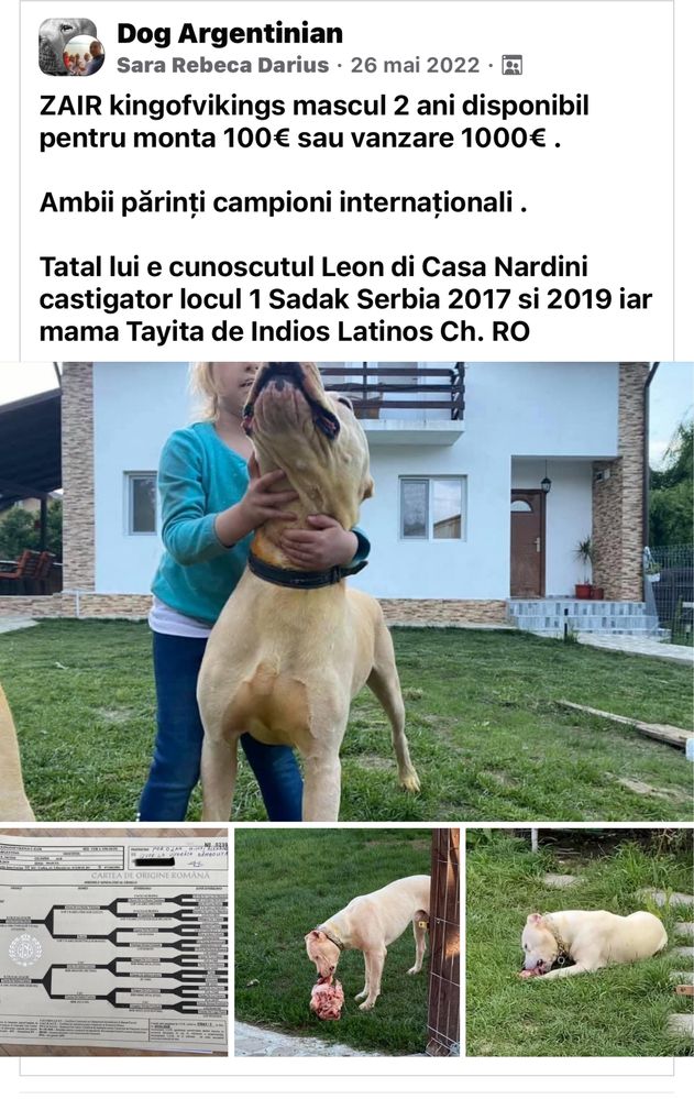 Dog argentino si paturi lenjerii pilote menaj pahare cani cesti etc