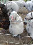 Pereche araucana britanica