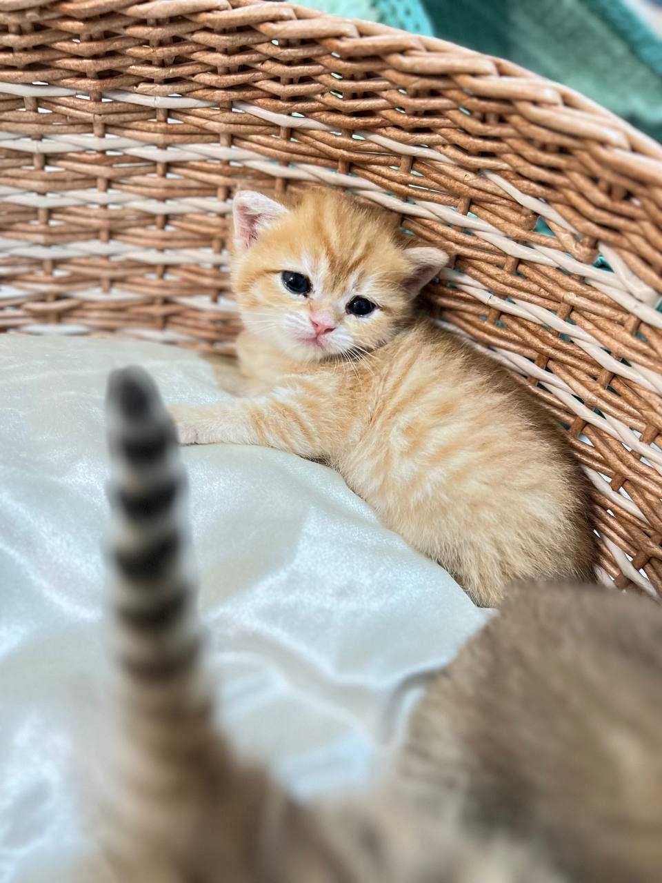 Шотландские фолд котята