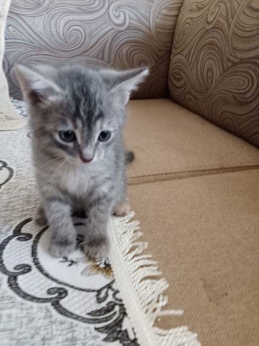 Котята в добрые руки. К лотку приучены , кушают всё.