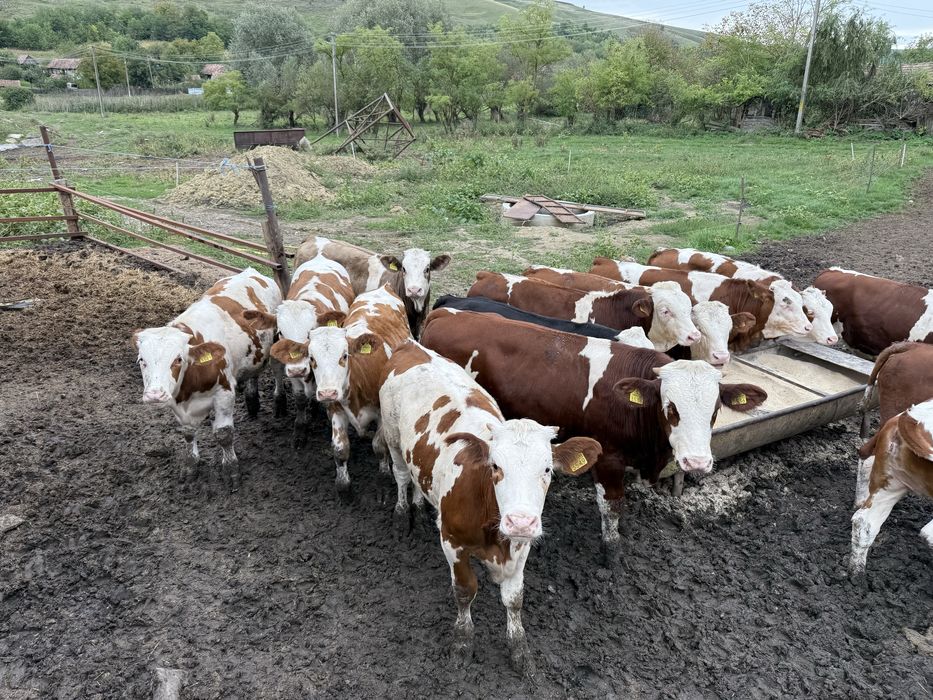 Vand Vitei 25lei/kg