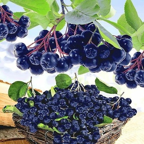 Arbusti Fructiferi (ARONIA )