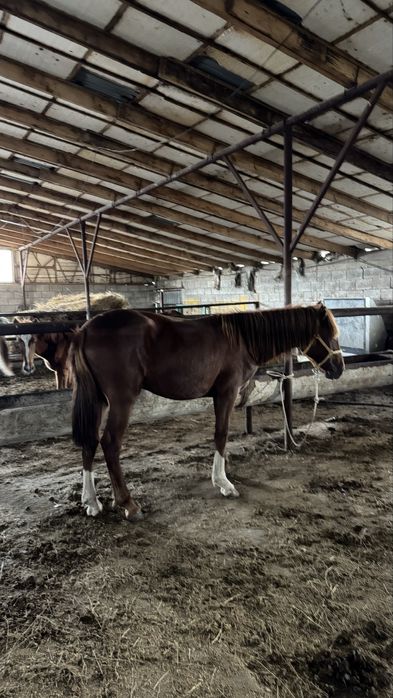 Мясо конина халал