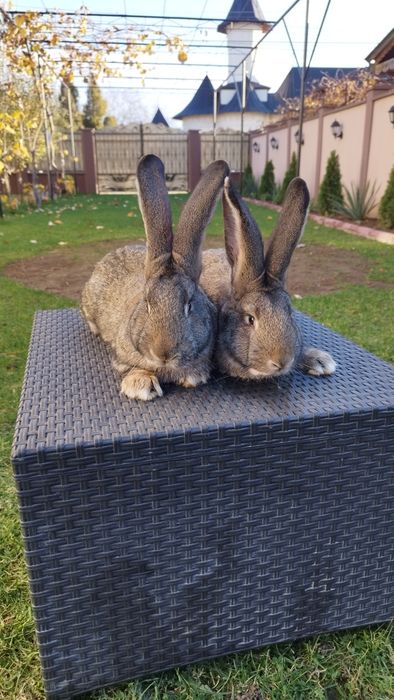 Masculi Urias German