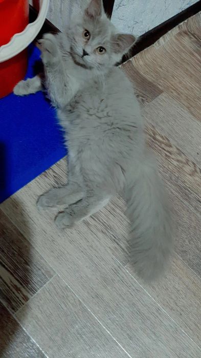 Зотдор киз мушукча сотилоди