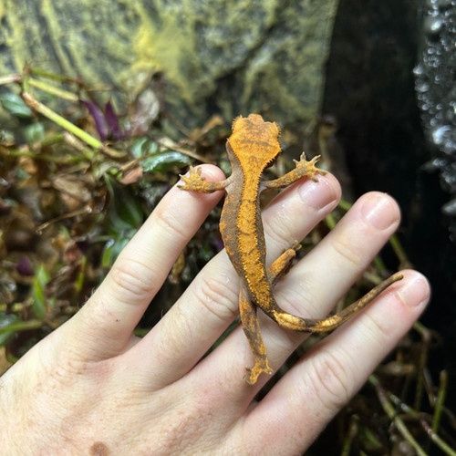 Gecko crested , gecko cu creastă