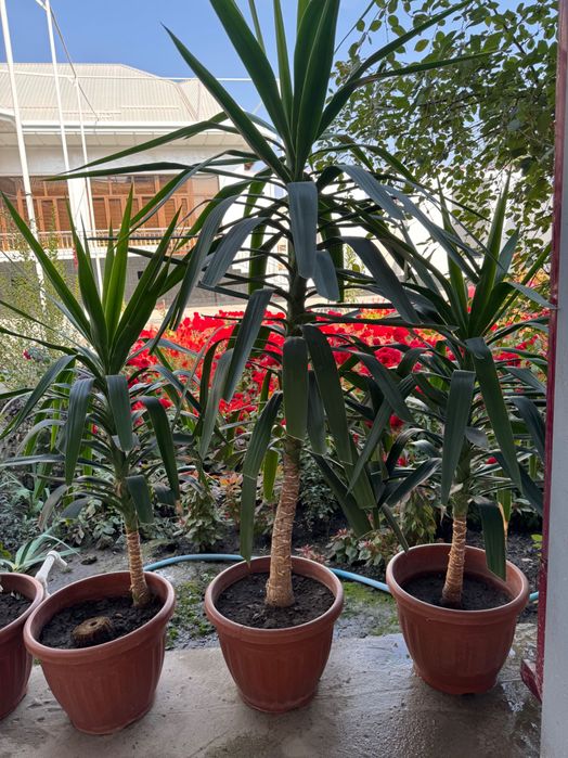 Офисные декоративные цветы