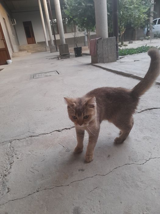 Zolotoy shinshilla