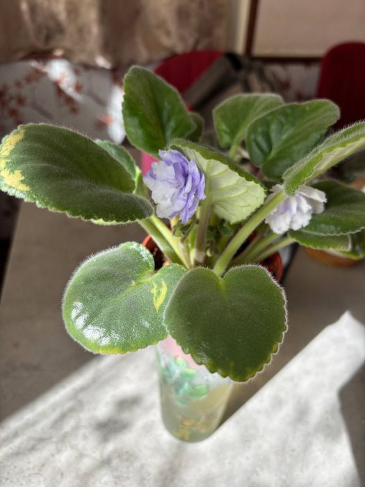 Домашние цветы  фиалки