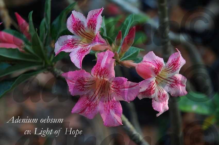 Plic 20 seminte Adenium obesum