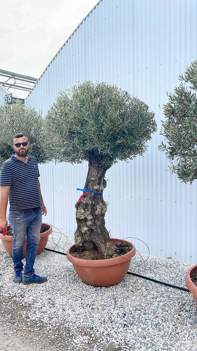 Palmier Cycas Laur englezesc , Maslini Seculari