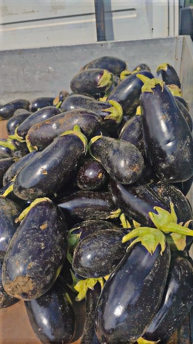 Vinete de vanzare